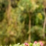 smiling man standing in a garden holding a smartphone